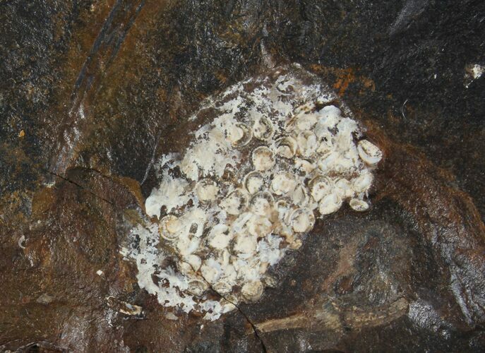 Fossil Flowering Plant Reproductive Structure - North Dakota #95379